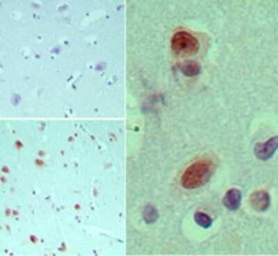 Immunohistochemistry-Paraffin: EIF3G Antibody [NBP2-24685]