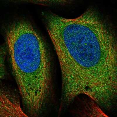 Immunocytochemistry/ Immunofluorescence: EIF3M Antibody [NBP1-83552]