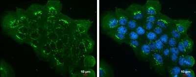 Immunocytochemistry/ Immunofluorescence: EIF3S3 Antibody (GT35512) [NBP3-13550]