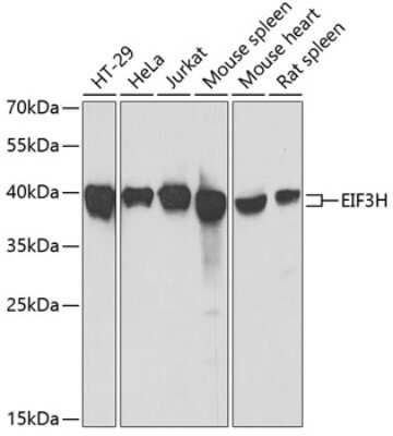 Western Blot: EIF3S3 AntibodyBSA Free [NBP3-03811]