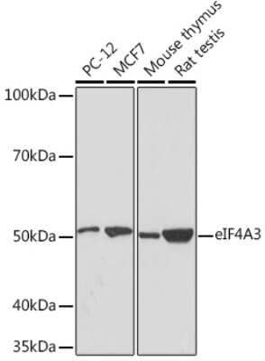 Western Blot: EIF4A3 Antibody (6Y3N4) [NBP3-16727]