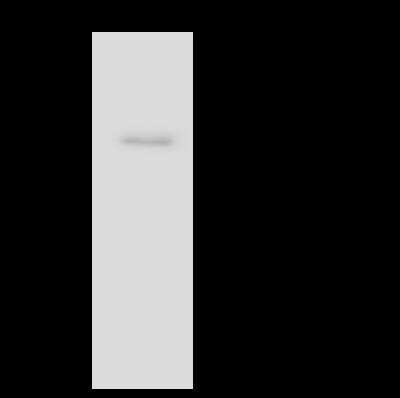 Immunoprecipitation: EIF4A3 Antibody [NBP3-06400]