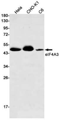 Western Blot: EIF4A3 Antibody (S05-1B7) [NBP3-14928]