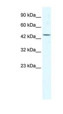 Western Blot: EIF4A3 Antibody [NBP1-57342]