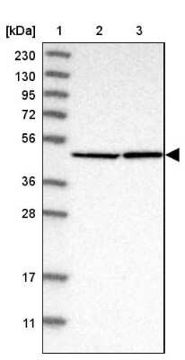 Western Blot: EIF4A3 Antibody [NBP1-85268]