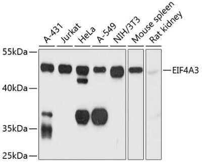 Western Blot: EIF4A3 AntibodyAzide and BSA Free [NBP3-04521]