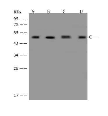 Western Blot: EIF4A3 Antibody [NBP3-06400]
