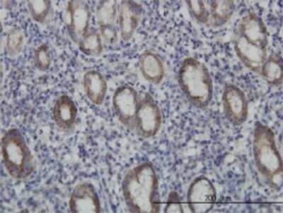 Immunohistochemistry-Paraffin: EIF4E2 Antibody (4G10) [H00009470-M01]