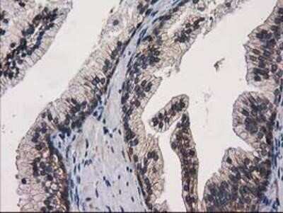 Immunohistochemistry-Paraffin: EIF4E2 Antibody (OTI1F11) [NBP2-03611]