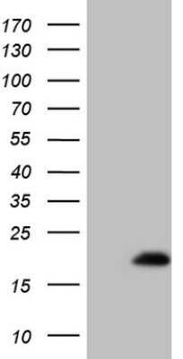 Western Blot: EIF4EBP3 Antibody (OTI3B9)Azide and BSA Free [NBP2-71383]