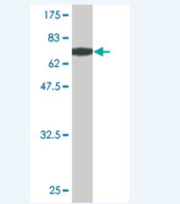 Western Blot: EIF5 Antibody (1D9-4B9) [H00001983-M02]