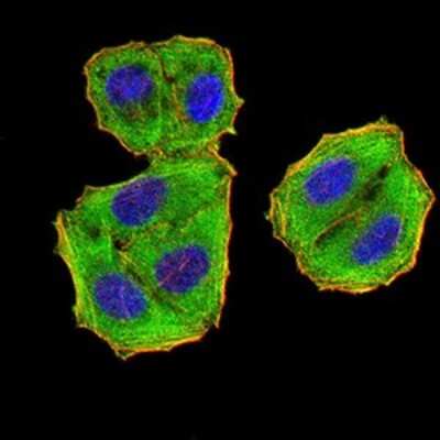 Immunocytochemistry/ Immunofluorescence: EIF5 Antibody (6D6H11) - BSA Free [NBP2-61762]