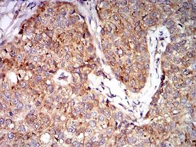 Immunohistochemistry-Paraffin: EIF5 Antibody (6D6H11) - BSA Free [NBP2-61762]