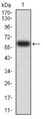 Western Blot: EIF5 Antibody (6D6H11)BSA Free [NBP2-61762]