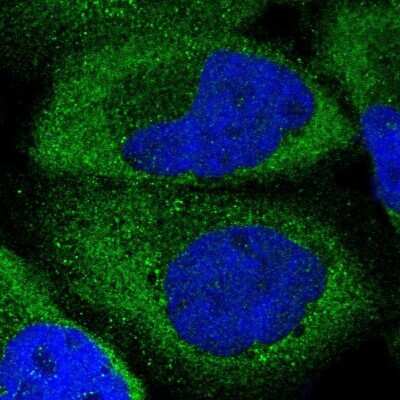 Immunocytochemistry/ Immunofluorescence: EIF5 Antibody [NBP1-86184]