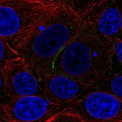 Immunocytochemistry/ Immunofluorescence: EIG121 Antibody [NBP2-57699]