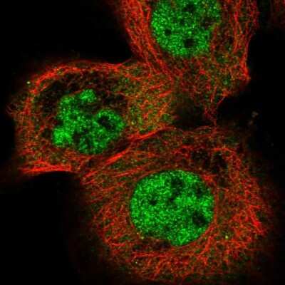 Immunocytochemistry/ Immunofluorescence: ELAVL2 Antibody [NBP2-38012]