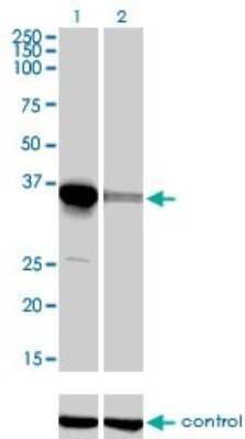 Western Blot: ELAVL4 Antibody (6B9) [H00001996-M01]