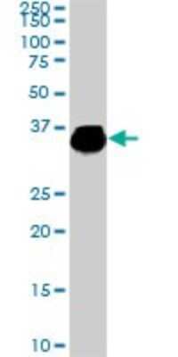 Western Blot: ELAVL4 Antibody (6B9) [H00001996-M01]