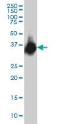 Western Blot: ELAVL4 Antibody (6B9) [H00001996-M01]