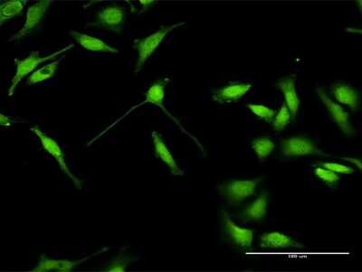 Immunocytochemistry/ Immunofluorescence: ELAVL4 Antibody [H00001996-D01P]