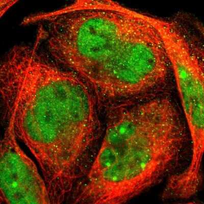 Immunocytochemistry/ Immunofluorescence: ELF2 Antibody [NBP1-84770]