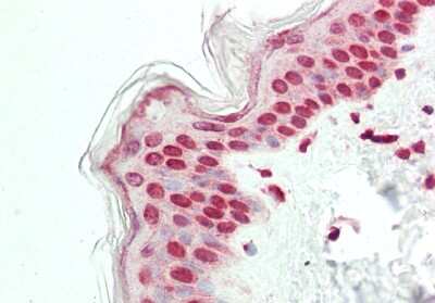 Immunohistochemistry-Paraffin: ELF2 Antibody [NBP2-87348]