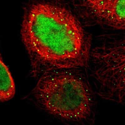 Immunocytochemistry/ Immunofluorescence: ELFN2 Antibody [NBP1-90569]
