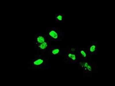 Immunocytochemistry/ Immunofluorescence: ELK3 Antibody (OTI1H3) - Azide and BSA Free [NBP2-70643]