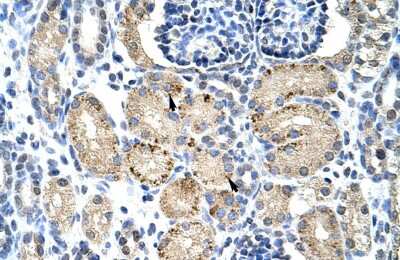 Immunohistochemistry-Paraffin: ELL Antibody [NBP2-82991]