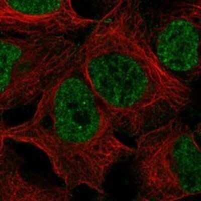 Immunocytochemistry/ Immunofluorescence: ELL3 Antibody [NBP3-17245]