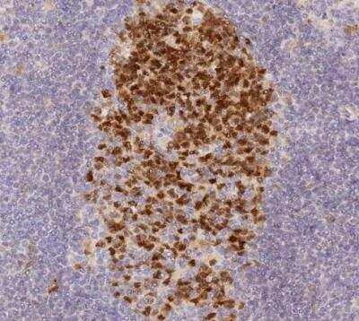 Immunohistochemistry-Paraffin: ELL3 Antibody [NBP1-82116]