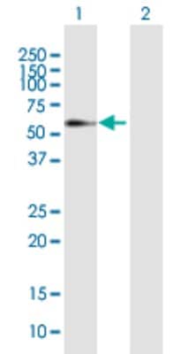 Western Blot: ELL3 Antibody [H00080237-B02P]