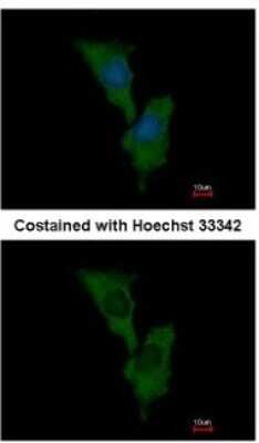 Immunocytochemistry/ Immunofluorescence: ELMO1 Antibody [NBP1-33645]