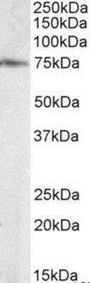 Western Blot: ELMO3 Antibody [NB100-873]
