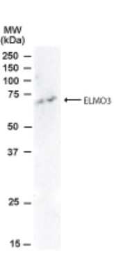 Western Blot: ELMO3 Antibody [NB100-873]