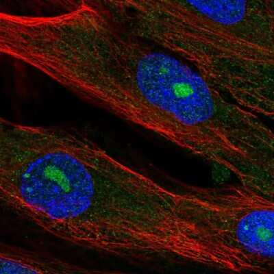 Immunocytochemistry/ Immunofluorescence: ELMOD2 Antibody [NBP2-13956]