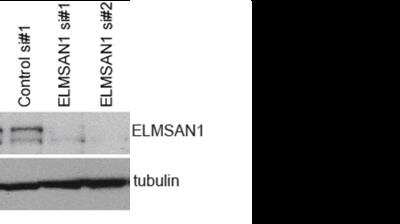 Western Blot: ELMSAN1 Antibody [NBP1-71912]