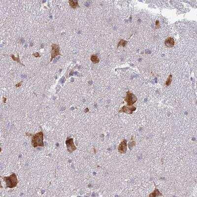 Immunohistochemistry-Paraffin: ELOF1 Antibody [NBP1-91868]