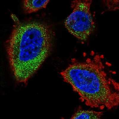 Immunocytochemistry/ Immunofluorescence: ELOVL5 Antibody [NBP2-58784]