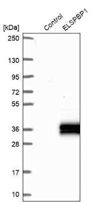 Western Blot: ELSPBP1 Antibody [NBP2-13957]