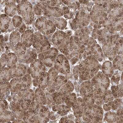 Immunohistochemistry-Paraffin: ELYS Antibody [NBP1-87952]