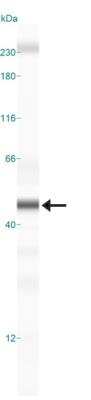 Simple Western: EMAP-II/AIMP1 Antibody [NBP2-27080]