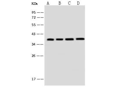 Western Blot: EMAP-II/AIMP1 Antibody [NBP2-99128]