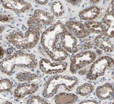 Immunohistochemistry-Paraffin: EMC7 Antibody [NBP1-88547]