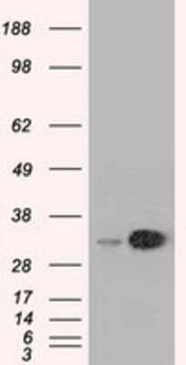 Western Blot: EMG1 Antibody (OTI1B8) [NBP2-02575]