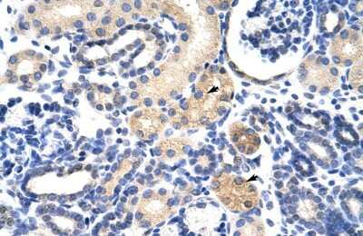 Immunohistochemistry-Paraffin: EMG1 Antibody [NBP1-57410]