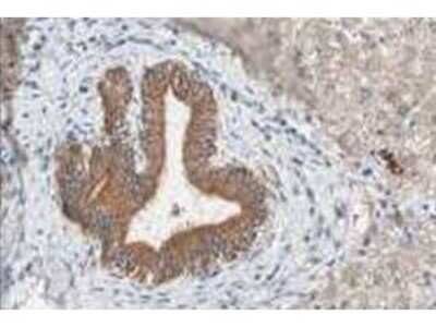 Immunohistochemistry: EMI1 Antibody [NBP1-77748]