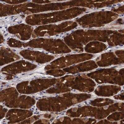 Immunohistochemistry-Paraffin: EMID1 Antibody [NBP1-84849]