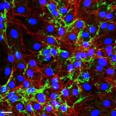 Immunocytochemistry/ Immunofluorescence: EMILIN1 Antibody (C11A8) - Azide and BSA Free [NBP2-36338]